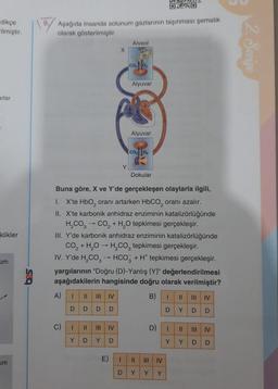 dikçe
ilmiştir.
arlar
klikler
um
um
OXO
Aşağıda insanda solunum gazlarının taşınması şematik
olarak gösterilmiştir.
A)
C)
1 ||
D D
I
Y
||
D
D
|||
Y
IV
D
Buna göre, X ve Y'de gerçekleşen olaylarla ilgili,
1. X'te HbO₂ oranı artarken HbCO₂ oranı azalır.
II. X'te karbonik anhidraz enziminin katalizörlüğünde
H₂CO3 → CO₂ + H₂O tepkimesi gerçekleşir.
III. Y'de karbonik anhidraz enziminin katalizörlüğünde
CO₂ + H₂O → H₂CO tepkimesi gerçekleşir.
IV. Y'de H₂CO3 HCO3 + H* tepkimesi gerçekleşir.
yargılarının "Doğru (D)-Yanlış (Y)" değerlendirilmesi
aşağıdakilerin hangisinde doğru olarak verilmiştir?
B) 1
D
IV
E)
X
D
Alveol
11
Y
1
D
Th
CO₂
Alyuvar
Alyuvar
CO₂ 0₂
Dokular
11
Y
D)
Y
IV
Y
Y
||| IV
D D
I || ||| IV
Y
Y
D
D
2. Seviye