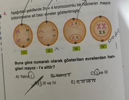 A
4. Aşağıdaki şekillerde 2n/= 4 kromozomlu bir hücrenin mayoz
bölünmesine ait bazı evreler gösterilmiştir.
of
LJ
niz
A) Yalnız
-f
>
XX
B) Yalnız II
III ve IV
XX
xx
Buna göre numaralı olarak gösterilen evrelerden han-
gileri mayoz - l'e aittir?
XX
E) II, III ve TV
XX
IV
Cve III
totod