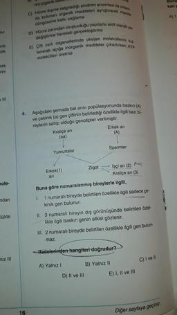 ru-
ana
blik
rek
rev
hole-
ndan
lükte
niz III
rini organik bes
C) Hücre dışına salgıladığı sindirim enzimleri ile ortam-
da bulunan organik maddeleri ayrıştırarak madde
döngüsüne katkı sağlama
16
D) Hücre zarından oluşturduğu yapılarla aktif olarak yer
değiştirme hareketi gerçekleştirme
E) Çift zarlı organellerinde oksijen moleküllerini kul
lanarak açığa inorganik maddeler çıkartırken ATP
molekülleri üretme
4. Aşağıdaki şemada bal arısı popülasyonunda baskın (A)
ve çekinik (a) gen çiftinin belirlediği özellikle ilgili bazı bi-
reylerin sahip olduğu genotipler verilmiştir.
Kraliçe arı
(aa)
Yumurtalar
Erkek(1)
ari
Zigot
Erkek arı
(A)
Spermler
Buna göre numaralanmış bireylerle ilgili,
1. 1 numaralı bireyde belirtilen özellikle ilgili sadece çe-
kinik gen bulunur.
A) Yalnız I
İşçi arı (2)
Kraliçe ani (3)
II. 3 numaralı bireyin dış görünüşünde belirtilen özel-
likle ilgili baskın genin etkisi gözlenir.
D) II ve III
III. 2 numaralı bireyde belirtilen özellikle ilgili gen bulun-
maz.
<ifadelerinden hangileri doğrudur?
B) Yalnız II
E) I, II ve III
C) I ve Il
Diğer sayfaya geçiniz.
Buna
kan
A) 1