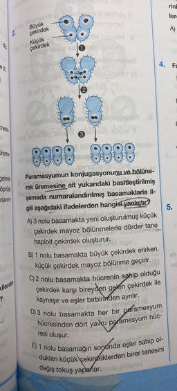 elll
1
Cresin
ireme
2.
gelerek
öprüsü
tarim
xilerden
?
Y semun
Büyük
çekirdek
Küçük
çekirdek
24
1 eV 13"
obrinidad
e sovsM 1
dsy istering
Mare
neb neispati
1 MGY (A
Ce
Canonooying 0
peg emnulod sovim
Clas vida
jeemaliter
ODST
Paramesyumun konjugasyonunu ve bölüne-
rek üremesine ait yukarıdaki basitleştirilmiş
nallabyve
şemada numaralandırılmış basamaklarla il-
gili aşağıdaki ifadelerden hangisi yanlıştır?
yeni oluşturulmuş küçük
çekirdek mayoz bölünmelerle dörder tane
haploit çekirdek oluşturur.
A) 3 nolu basamakta.bancivelp..
B) 1 nolu basamakta büyük çekirdek erirken,
küçük çekirdek mayoz bölünme geçirir.
C) 2 nolu basamakta hücrenin sahip olduğu
çekirdek karşı bireyden gelen çekirdek ile
kaynaşır ve eşler birbirinden ayrılır.
umusulo
eli emnellad (8
D) 3 nolu basamakta her bir paramesyum
hücresinden dört yavru paramesyum hüc-
resi oluşur.
E) 1 nolu basamağın sonunda eşler sahip ol-
niche dukları küçük çekirdeklerden birer tanesini
değiş tokuş yaparlar.
pneu
rini
ler
A)
4. Fa
5.