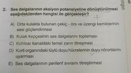 2. Ses dalgalarının
aşağıdakilerden
aksiyon potansiyeline dönüştürülmesi
hangisi ile gerçekleşir?
ungn
A) Orta kulakta bulunan çekiç - örs ve üzengi kemiklerinin
sesi güçlendirmesi
B) Kulak kepçesinin ses dalgalarını toplaması
C) Kohlear kanaldaki temel zarın titreşmesi
D) Korti organındaki tüylü duyu hücrelerinin duyu nöronlarını
uyarması
E) Ses dalgalarının perilenf sıvısını titreştirmesi
1
1
1
T
1
1
1
T
1
1
1
5.