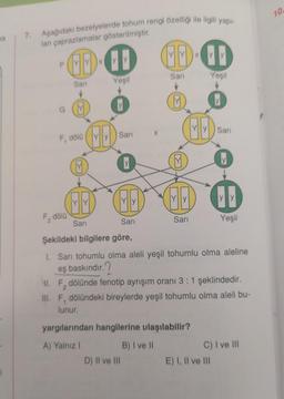 na
i
7. Aşağıdaki bezelyelerde tohum rengi özelliği ile ilgili yapı-
lan çaprazlamalar gösterilmiştir.
1
Yeşil
MO
Sarı
M
F, dölü
X
Sari
Sarı
M
X
Sarı
D) II ve III
Sari
(M)
B) I ve II
Y
F₂ dölü
Şekildeki bilgilere göre,
1. Sarı tohumlu olma aleli yeşil tohumlu olma aleline
eş baskındır.?
X
Sari
yargılarından hangilerine ulaşılabilir?
A) Yalnız I
Yeşil
11. F₂ dölünde fenotip ayrışım oranı 3 : 1 şeklindedir.
2
III. F, dölündeki bireylerde yeşil tohumlu olma aleli bu-
lunur.
Sari
YY
Yeşil
E) I, II ve III
C) I ve III
10