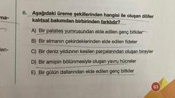 ma-
len-
6. Aşağıdaki üreme şekillerinden hangisi ile oluşan döller
kalıtsal bakımdan birbirinden farklıdır?
A) Bir patates yumrusundan elde edilen genç bitkiler
B) Bir elmanın çekirdeklerinden elde edilen fideler
C) Bir deniz yıldızının kesilen parçalarından oluşan bireyler
D) Bir amipin bölünmesiyle oluşan yavru hücreler
E) Bir gülün dallarından elde edilen genç bitkiler
63