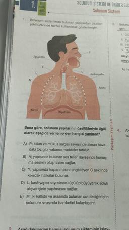 2
1.
Solunum sisteminde bulunan yapılardan bazıları
şekil üzerinde harfler kullanılarak gösterilmiştir.
M
Epiglottis
Alveol
Y
SOLUNUM SISTEMI VE ÜRİNER SİS
Solunum Sistemi
Diyafram
Kaburgalar
Brons
Buna göre, solunum yapılarının özellikleriyle ilgili
olarak aşağıda verilenlerden hangisi yanlıştır?
A) P; kılları ve mukus salgısı sayesinde alınan hava-
daki toz gibi yabancı maddeler tutulur.
B) A; yapısında bulunan ses telleri sayesinde konuş-
ma sesinin oluşmasını sağlar.
C) Y; yapısında kapanmasını engelleyen C şeklinde
kıkırdak halkalar bulunur.
D) L; kaslı yapısı sayesinde küçülüp büyüyerek soluk
alışverişinin yapılmasını sağlar.
E) M; iki katlıdır ve arasında bulunan sıvı akciğerlerin
solunum sırasında hareketini kolaylaştırır.
3.
Paylaşım Yayınları
Osağıdakilerden hangisi solunum sisteminin isley-
Solunu
gen;
1. CO
II. H
III. HE
IV. H.
4.
olayla
meyc
A) I w
Al
bi