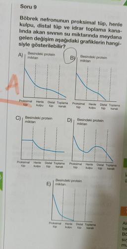 Soru 9
Böbrek nefronunun proksimal tüp, henle
kulpu, distal tüp ve idrar toplama kana-
linda akan sıvının su miktarında meydana
gelen değişim aşağıdaki grafiklerin hangi-
siyle gösterilebilir?
A)
A
Besindeki protein
miktarı
Proksimal Henle Distal Toplama
tüp
kulpu
tüp kanalı
C) Besindeki protein
miktarı
Proksimal
tüp
B)
E) miktarı
D)
Proksimal
tüp
Besindeki protein
miktarı
Proksimal
tüp
Henle Distal Toplama Proksimal Henle
kanalı
kulpu
tüp
tüp
kulpu
Besindeki protein
Henle Distal Toplama
kulpu tüp kanalı
Besindeki protein
miktarı
Henle Distal Toplama
kulpu
tüp
kanalı
Distal Toplama
tüp
kanalı
ic
Ü
Al
be
Ba
su
mu