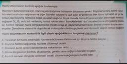 Hücre bölünmesinin kontrolü aşağıda özetlenmiştir.
Hücrelerin bölünebilmesi için ortamda yeterli büyüme faktörlerinin bulunması gerekir. Büyüme faktörü, belirli vücut
hücreleri tarafından salgılanan ve diğer hücreleri bölünmeye sevk eden bir proteindir. Her hücre tipi belirli bir ya da
birkaç çeşit büyüme faktörüne özgül cevaplar oluşturur. Birçok hücrede hücre döngüsü evreleri arasındaki kontrolü
sağlayan G₁, G₂ ve M adı verilen üç kontrol noktası vardır. Bu noktalardaki "dur" sinyalleri hücre döngüsünü düzen-
ler. Kontrol noktaları hücre döngüsünde bir önceki evreye ait olaylar tamamlanmadan sonraki evrenin başlamasını
engeller. Denetleme sistemi ile oluşabilecek mutasyonların önüne geçilerek yeni hücrelerin sağlıklı olması sağlanır.
Hücre bölünmesinin kontrolü ile ilgili olarak aşağıdakilerden hangisine ulaşılamaz?
A) Yaralanan bir hücre, etrafındaki hücrelerin bölünmesini tetiklemek için büyüme faktörü salgılar.
B) Büyüme faktörü salgılandığı hücrede bölünmeyi başlatır.
C) Hücrenin kendi kendini denetleyen bir mekanizması vardır. V
D) Hücre döngüsünün kontrolü aksadığında, genetik yapısı değişmiş hücreler oluşabilir.
E) Kontrol noktaları döngüde kendinden önceki bölümlerin doğruluğunu kontrol eder.