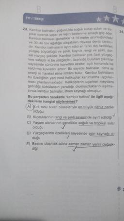 B
TYT / TÜRKÇE
B
23. Kambur balinalar, çoğunlukla soğuk kutup suları ve tro-
pikal sularda yaşar ve kışın beslenme amaçlı göç eder.
Kambur balinalar, genellikle 14-15 metre uzunluğundadır
ve 30-40 ton ağırlığa ulaşabilen devasa deniz canlısı-
dir. Kambur balinaların ayırt edici en farklı dış özellikleri:
yüzgeç büyüklüğü ve şekli, kuyruk rengi ve şekli, dor-
sal yüzgeç şeklidir. Kambur balinalar çok özel yüzgeç-
lere sahiptir ki bu yüzgeçler, üzerinde bulunan çıkıntılar
sayesinde sürtünme kuvvetini azaltır; açılı konumda ise
kaldırma kuvvetini artırır. Bu sayede balinalar, daha az
enerji ile hareket etme imkânı bulur. Kambur balinaların
bu özelliğinin yeni nesil helikopter kanatlarına uygulan-
ması planlanmaktadır. Helikopterin uçarken meydana
getirdiği türbülansın yarattığı olumsuzlukların aşılma-
sında kambur balinalar, ilham kaynağı olmuştur.
Bu parçadan hareketle "kambur balina" ile ilgili aşağı-
dakilerin hangisi söylenemez?
(A) Kirk tonu bulan cüsseleriyle en büyük deniz canlısı
olduğu
✓
B) Kuyruklarının rengi ve şekli sayesinde ayırt edildiği
C) Yaşam alanlarının genellikle soğuk ve tropikal sular
genellikle
olduğu
D) Yüzgeçlerinin özellikleri sayesinde esin kaynağı ol-
duğu
E) Besine ulaşmak adına zaman zaman yerini değiştir-
diği
24.