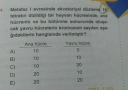 4.
Metafaz I evresinde ekvatoriyal düzleme 10
tetratın dizildiği bir hayvan hücresinde, ana
hücrenin ve bu bölünme sonucunda oluşa-
cak yavru hücrelerin kromozom sayıları aşa-
ğıdakilerin hangisinde verilmiştir?
Yavru hücre
5
10
20
10
20
A)
B)
C)
E)
Ana hücre
10
10
10
20
20
(2015-LYS)