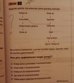 yda
mey
me
i ko
lan-
esi,
I ve Il
Örnek 7
Aşağıdaki şekilde, bal arılarında üreme şematize edilmiştir.
Kraliçe arı
Erkek arı
Yumurtalar
Döllenmeden gelişme
Erkek arı
Spermler
Döllenme
Zigot
Dişi embriyo
İşçi arı Kraliçe arı
Bal arılarının üremesinde; yumurta hücreleri mayoz, spermler mitoz
ile meydana getirilmektedir.
Buna göre, aşağıdakilerden hangisi yanlıştır?
A) Kraliçe anının yumurtaları n kromozomludur.
B) Erkek arılar n kromozomludur.
C) Kraliçe arı 2n kromozomludur.
D) İşçi arılar 2n kromozomludur.
E) Erkek arıların spermleri 2n kromozomludur.
ÖSYM Sorusu