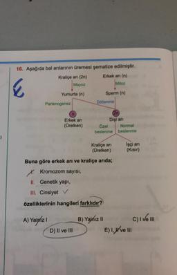 )
16. Aşağıda bal arılarının üremesi şematize edilmiştir.
Kraliçe arı (2n)
Erkek arı (n)
Mitoz
Mayoz
E
Yumurta (n)
Sperm (n)
Partenogenez
n
Erkek arı
(Üretken)
A) Yalnız I
Döllenme
D) II ve III
(2n
Dişi arı
Özel
beslenme
Buna göre erkek arı ve kraliçe arıda;
X. Kromozom sayısı,
II. Genetik yapı,
III. Cinsiyet ✓
özelliklerinin hangileri farklıdır?
Kraliçe arı
(Üretken)
B) Yalnız II
A
Normal
beslenme
İşçi arı
(Kısır)
E) I, ve III
C) I ve III