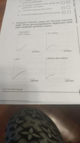 ginda gerçekleşebilir.
302 numaral tepkime hücre içinde ger-
çekleşmek zorundadır
4) 1 numaralı tepkime pH'yi artırır.
5) 2 numaralı tepkimede ATP harcanmaz.
7. Polipeptit hidrolizi yapan bir hücrede hidrolize
bağlı olarak gerçekleşebilecek değişimleri ifade
eden aşağıdaki grafikleri çiziniz.
Hücredeki
ATP miktarı
4 pH
9. Sınıf Ara Tatil Kitapçığı
C
Zaman
Zaman
DA
WW
Su miktarı
Zaman
Amino asit miktarı
mbaokullari.k12.tr-0850 46
Zaman