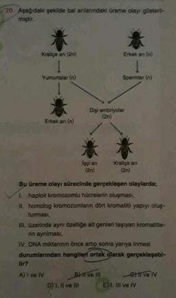 20. Aşağıdaki şekilde bal arılarındaki üreme olayı gösteril-
miştir.
Kraliçe ari (2n)
Yumurtalar (n)
Erkek ani (n)
lir?
A) I ve IV
Dişi embriyolar
(2n)
İşçi an
(2n)
D) I, II ve III
Erkek an (n)
1
Spermler (n)
Bu üreme olayı sürecinde gerçekleşen olaylarda;
I. haploit kromozomlu hücrelerin oluşması,
II. homolog kromozomların dört kromatitli yapıyı oluş-
turması,
III. üzerinde aynı özelliğe ait genleri taşıyan kromatitle-
rin ayrılması,
IV. DNA miktarının önce artıp sonra yarıya inmesi
durumlarından hangileri ortak olarak gerçekleşebi-
BHI ve III
Kraliçe an
(2n)
e) 11 ve IV
E) I, III ve IV