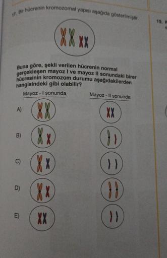 17. Bir hücrenin kromozomal yapısı aşağıda gösterilmiştir.
Buna göre, şekli verilen hücrenin normal
gerçekleşen mayoz I ve mayoz II sonundaki birer
hücresinin kromozom durumu aşağıdakilerden
hangisindeki gibi olabilir?
Mayoz - I sonunda
XX
A)
B)
C)
D)
E)
X