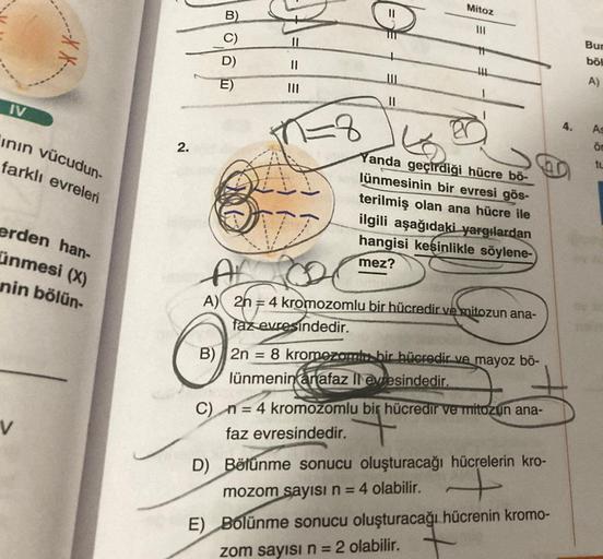 IV
Hennend
ının vücudun-
farklı evreleri
erden han-
ünmesi (X)
nin bölün-
V
2.
B)
D)
E)
11
11
D
Mitoz
111
Yanda geçirdiği hücre bö-
lünmesinin bir evresi gös-
terilmiş olan ana hücre ile
ilgili aşağıdaki yargılardan
hangisi kesinlikle söylene-
mez?
A
A) 2n