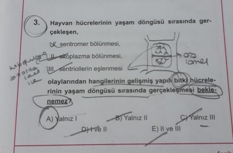 3. Hayvan hücrelerinin yaşam döngüsü sırasında ger-
çekleşen,
borta
sentromer bölünmesi,
skoplazma bölünmesi,
III. sentriollerin eşlenmesi
olaylarından hangilerinin gelişmiş yapıh bitki hücrele-
rinin yaşam döngüsü sırasında gerçekleşmesi bekle-
nemez?
A) 