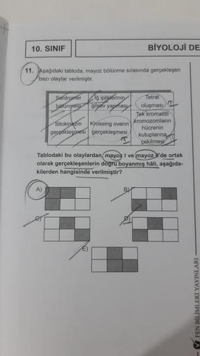 10. SINIF
11. Aşağıdaki tabloda, mayoz bölünme sırasında gerçekleşen
bazı olaylar verilmiştir.
Sentromer
ipliklerinin
bölünmesi görev yapması
A)
BİYOLOJİ DE
Sitokinezin Krossing overin
gerçekleşmesi gerçekleşmesi
Tetrat
oluşması
Tek kromatitli
kromozomları