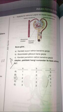 eklerin
M
min
Zafer Yayınları
3.
İNSAN FIZYOLOJİSİ
Götürücü Atardamar
Aşağıda bir nefronun yapısı ve olaylar özetlenmiş
Getirici Atardamar
Glomerulus
kılcalları
Buna göre;
a) Kandaki suyun nefron kanalına geçişi
b) Süzüntüdeki glikozun kana geçişi
c) Kandaki penisilinin nefron kanalına geçişi
olayları, şekildeki hangi numaralar ile ifade edilmiş-
Air?
nada man
1
Bowman-
kapsülü
A)
B)
1
(C) 2
D)
2
E) 3
b
23 - 3 N
1
2
C
3
12
3
1