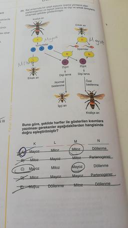 erli
saklarda
r.
zünür.
ası idrar
a
z III
Paraf Yayınları
20. Bal arılarında bir çeşit eşeysiz üreme yöntemi olan
partenogenez ve eşeyli üreme ile dişi ve erkek bireylerin
oluşması şekilde gösterilmiştir.
Kraliçe arı
Mitog
K
Yumurtalar
Erkek arı
K
Mayoz
Mitoz
Mayoz
C) Mayoz
Mitoz
Mayoz
Normal
beslenme
Zigot
↓
Dişi larva
L
İşçi arı
N
Mitoz
Mayoz
Mitoz
Kraliçe arı
Buna göre, şekilde harfler ile gösterilen kısımlara
yazılması gerekenler aşağıdakilerden hangisinde
doğru eşleştirilmiştir?
Mayoz
Döllenme
Erkek arı
M
Spermler
M
Mitoz
Zigot
↓
Dişi larva
Mayot
Mitez
N
Mayoz
Mayoz
Mitoz
Özel
beslenme
N
Döllenme
Partenogenez
Döllenme
Partenogenez
Döllenme