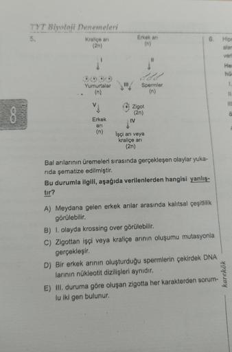 8
TYT Biyoloji Denemeleri
Kraliçe ani
(2n)
Yumurtalar
Erkek
arı
(n)
Erkek arr
(n)
IV
Zigot
(2n)
Spermler
(n)
11
İşçi arı veya
kraliçe arı
(2n)
Bal arılarının üremeleri sırasında gerçekleşen olaylar yuka-
rida şematize edilmiştir.
6. Hipo
alar
veri
Bu durum