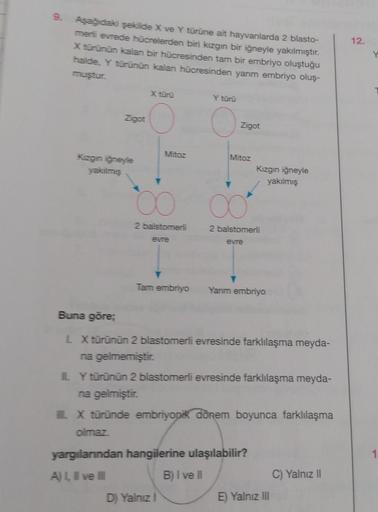 Aşağıdaki şekilde X ve Y türüne ait hayvanlarda 2 blasto-
merli evrede hücrelerden biri kızgın bir iğneyle yakılmıştır.
X türünün kalan bir hücresinden tam bir embriyo oluştuğu
halde, Y türünün kalan hücresinden yarım embriyo oluş-
muştur.
Zigot
Kızgın iğn