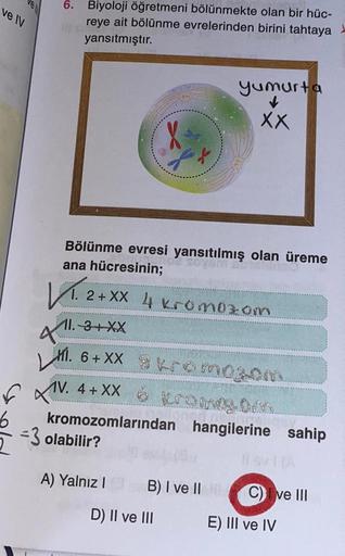ve IV
f
6
6.
is
Biyoloji öğretmeni bölünmekte olan bir hüc-
reye ait bölünme evrelerinden birini tahtaya
yansıtmıştır.
Bölünme evresi yansıtılmış olan üreme
ana hücresinin;
V. 24
11.-3+XX
2+XX 4 kromozom
X
-3 olabilir?
M. 6+XX 8 kromog00
V. 4+XX
romeg.0mm
