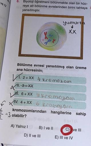 ve IV
f
6
6.
is
Biyoloji öğretmeni bölünmekte olan bir hüc-
reye ait bölünme evrelerinden birini tahtaya
yansıtmıştır.
Bölünme evresi yansıtılmış olan üreme
ana hücresinin;
V. 24
11.-3+XX
2+XX 4 kromozom
X
-3 olabilir?
M. 6+XX 8 kromog00
V. 4+XX
romeg.0mm
