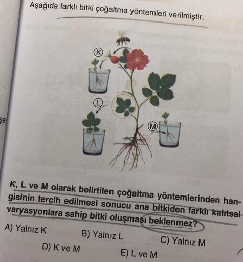 Se
Aşağıda farklı bitki çoğaltma yöntemleri verilmiştir.
K
D) K ve M
L
na orick
(M)
K, L ve M olarak belirtilen çoğaltma yöntemlerinden han-
M
gisinin tercih edilmesi sonucu ana bitkiden farklı kalıtsal
prontis
varyasyonlara sahip bitki oluşması beklenmez?