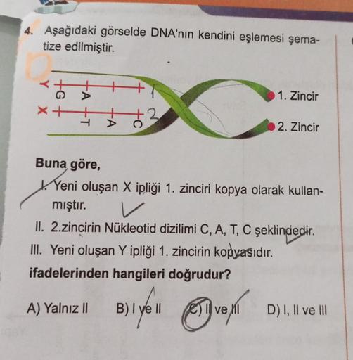 4. Aşağıdaki görselde DNA'nın kendini eşlemesi şema-
tize edilmiştir.
<+
+x
-A
4
1. Zincir
Buna göre,
Yeni oluşan X ipliği 1. zinciri kopya olarak kullan-
mıştır.
A) Yalnız II
2. Zincir
✓
II. 2.zincirin Nükleotid dizilimi C, A, T, C şeklindedir.
III. Yeni 
