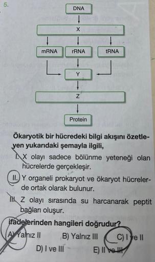 5.
mRNA
L
DNA
X
rRNA
Y
D) I ve III
Z
Protein
tRNA
Ökaryotik bir hücredeki bilgi akışını özetle-
yen yukarıdaki şemayla ilgili,
X olayı sadece bölünme yeteneği olan
hücrelerde gerçekleşir.
II.Y organeli prokaryot ve ökaryot hücreler-
de ortak olarak bulunur