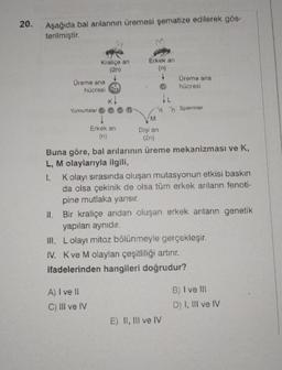 20.
Aşağıda bal arılarının üremesi şematize edilerek gös-
terilmiştir.
Kraliçe an
Üreme ana
hücresi 2n
Erkek an
A) I ve II
C) III ve IV
Erkek an
(n)
↓
Dişi an
(2n)
Üreme ana
hücresi
nn Spermier
Buna göre, bal arılarının üreme mekanizması ve K,
L, M olaylarıyla ilgili,
1. Kolayı sırasında oluşan mutasyonun etkisi baskın
da olsa çekinik de olsa tüm erkek arıların fenoti-
pine mutlaka yansır.
II. Bir kraliçe aridan oluşan erkek arıların genetik
yapıları aynıdır.
III. Lolayı mitoz bölünmeyle gerçekleşir.
IV. K ve M olayları çeşitliliği artırır.
ifadelerinden hangileri doğrudur?
E) II, III ve IV
B) I ve III
D) I, III ve IV