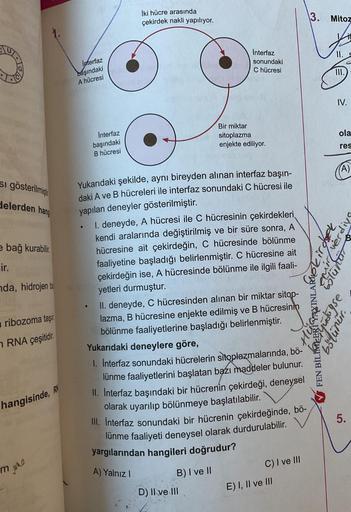 Si gösterilmişt
delerden hang
e bağ kurabilir.
ir.
nda, hidrojen ba
ribozoma taşır.
RNA çeşitidir.
hangisinde, R
m whe
Interfaz
başındaki
A hücresi
Interfaz
başındaki
B hücresi
●
Iki hücre arasında
çekirdek nakli yapılıyor.
Interfaz
sonundaki
C hücresi
Yuk