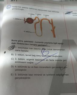 (33.
Aşağıdaki şekilde nefronun yapısındaki bazı bölümler
gösterilmiştir.
1. bölüm-
2. bölüm 3. bölüm
4. bölüm
ABI-IACI-6 cm, m(
5. bölüm
Buna göre, şekildeki numaralı yapılarla ilgili aşağı-
daki ifadelerden hangisi yanlıştır?
1. bölümdeki kan basıncı diğer kılcal damarlardan
daha fazladır.
B) 2. bölüm, temel bağ doku tarafından oluşturulur.
C) 3. bölüm, organik besinlerin en fazla oranda geri
emilmesini sağlar.
D) 4. bölümde su ve bazı minerallerin geri emilimi ger-
çekleştirilir.
E) 5. bölümde bazı mineral ve iyonların salgılanması
gerçekleştirilir.
Aşağı
ürünle