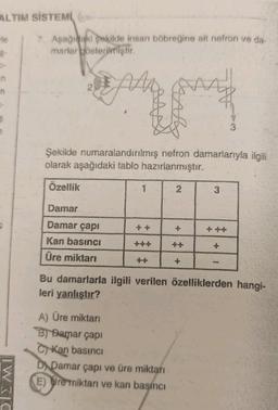 ALTIM SİSTEMİ (
le
$-
n
3
DIEMI
7. Aşağıdaki şekilde insan böbreğine alt nefron ve da-
marlar gösterilmiştir.
Al
Şekilde numaralandırılmış nefron damarlarıyla ilgili
olarak aşağıdaki tablo hazırlanmıştır.
Özellik
Damar
Damar çapı
Kan basıncı
Üre miktarı
1
2
A) Üre miktarı
B) Bamar çapı
C Kan basıncı
D Damar çapı ve üre miktarı
E) Ure miktarı ve kan basıncı
3
Bu damarlarla ilgili verilen özelliklerden hangi-
leri yanlıştır?