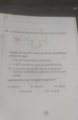 36. Aşağıdaki şekilde bir nefronun genel yapısı verilmiştir.
Sağlıklı bir insanın nefron kanalında gerçekleşen
olaylar ile ilgili,
I. X'de kan proteinlerine rastlanmaz.
II. Y ve Z kısımlarının suya geçirgenliği aynıdır.
III. T kısmında geri emilim olayına böbrek üstü
bezinden sentezlenen aldosteron hormonu etki
edebilir.
açıklamalarından hangileri doğrudur?
A) Yalnız I
Z
B) Yalnız II
D) II ve III
C) I ve III
E) I, II ve III