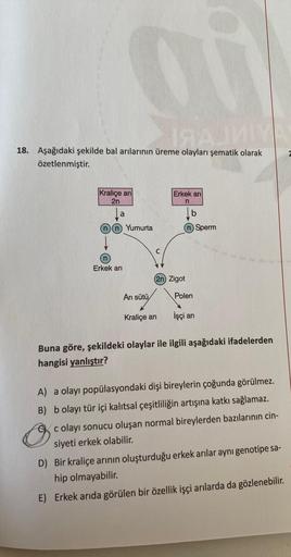 IЯAJMIY
18. Aşağıdaki şekilde bal arılarının üreme olayları şematik olarak
özetlenmiştir.
Kraliçe arı
2n
a
Erkek arı
Yumurta
Arı sütü
Erkek arı
n
(2n) Zigot
Kraliçe arı
b
Polen
İşçi arı
Sperm
Buna göre, şekildeki olaylar ile ilgili aşağıdaki ifadelerden
ha