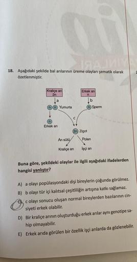 IЯAJMIY
18. Aşağıdaki şekilde bal arılarının üreme olayları şematik olarak
özetlenmiştir.
Kraliçe arı
2n
a
Erkek arı
Yumurta
Arı sütü
Erkek arı
n
(2n) Zigot
Kraliçe arı
b
Polen
İşçi arı
Sperm
Buna göre, şekildeki olaylar ile ilgili aşağıdaki ifadelerden
ha