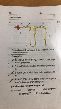 A
Fen Bilimleri
37.
4
v
A
Yukarıda sağlıklı bir insana ait bir nefronun kısım-
ları numaralanmıştır.
Buna göre,
6
104
1'den 2'ye madde geçişi, kan basıncına bağlı
olarak gerçekleşir.
II. 3, 4 ve 5'de glikozun geri emilimi gerçekleşebi-
lir.
.6, suyun geri emiliminin en fazla olduğu kısım-
dır.
D) Itt ve TV
IV. Süzüntü 3'den 6'ya doğru ilerlerken boşaltım
ürünü miktarı ve oranı değişmez.
yargılarından hangileri doğrudur?
A) Yalnız I
B) I ve II
ett ve III
E) I III ve IV
39.