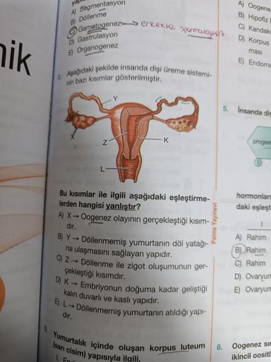 nik
yapı
A) Segmentasyon
B) Döllenme
Gametogenez erkekte spermatol
D) Gastrulasyon
E) Organogenez
2 Aşağıdaki şekilde insanda dişi üreme sistemi-
nin bazı kısımlar gösterilmiştir.
K
Bu kısımlar ile ilgili aşağıdaki eşleştirme-
lerden hangisi yanlıştır?
A)