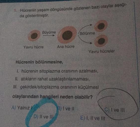 1. Hücrenin yaşam döngüsünde gözlenen bazı olaylar aşağı-
da gösterilmiştir.
Büyüme
Yavru hücre
Ana hücre
D) II ve III
Bölünme
Yavru hücreler
Hücrenin bölünmesine,
1. hücrenin sitoplazma oranının azalması,
II. atıkların rahat uzaklaştırılamaması,
III. çeki