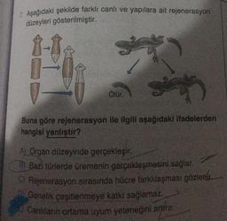 7. Aşağıdaki şekilde farklı canlı ve yapılara ait rejenerasyon
düzeyleri gösterilmiştir.
Ölür.
Buna göre rejenerasyon ile ilgili aşağıdaki ifadelerden
hangisi yanlıştır?
A) Organ düzeyinde gerçekleşir.
8) Bazı türlerde üremenin gerçekleşmesini sağlar.
C) Rejenerasyon sırasında hücre farklılaşması gözlenir.
D Genetik çeşitlenmeye katkı sağlamaz.
Canlıların ortama uyum yeteneğini artırır.