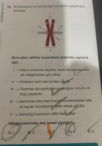 DENEME SAATİ
20. Bir kromozom ve bununla ilgili bazı yapılar aşağıda gös-
terilmiştir.
Buna göre, şekilde numaralarla gösterilen yapılarla
ilgili,
V
I → Mayoz sırasında karşılıklı olarak kendi aralarında
yer değiştirebilen gen çiftidir.
II → Kinetokor adın