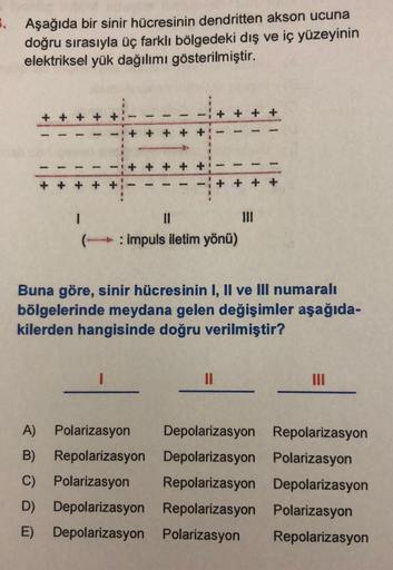 5. Aşağıda bir sinir hücresinin dendritten akson ucuna
doğru sırasıyla üç farklı bölgedeki dış ve iç yüzeyinin
elektriksel yük dağılımı gösterilmiştir.
1
1
1
1
T
+
+
+
+
I
++
||
(-:impuls iletim yönü)
Buna göre, sinir hücresinin I, II ve III numaralı
bölge