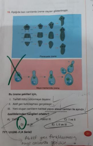 16. Aşağıda bazı canlılarda üreme olaylan gösterilmiştir
D) ve i
Planaryada Greme
Bu üreme şekilleri için,
1. Temell mitoz bölünmeye dayanır.
II. Aktif gen farklılaşması gerçekleşir.
III. Yeni oluşan canlıların kalıtsal yapısı atasal canlıları ile aynıdır.