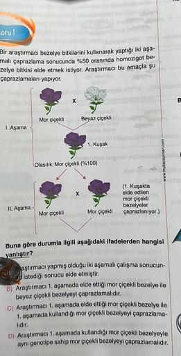 Corul
Bir araştırmacı bezelye bitkilerini kullanarak yaptığı iki aşa-
malı çaprazlama sonucunda %50 oranında homozigot be-
zelye bitkisi elde etmek istiyor. Araştırmacı bu amaçla şu
çaprazlamaları yapıyor.
I. Aşama
II. Aşama
Mor çiçekli
X
Mor çiçekli
ovulo
