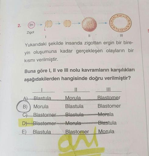 2.
2n
Zigot
P
||
|||
Yukarıdaki şekilde insanda zigottan ergin bir bire-
yin oluşumuna kadar gerçekleşen olayların bir
kısmı verilmiştir.
Buna göre I, II ve III nolu kavramların karşılıkları
aşağıdakilerden hangisinde doğru verilmiştir?
A) Blastula
B) Moru