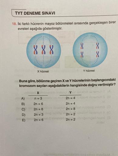 TYT DENEME SINAVI
18. İki farklı hücrenin mayoz bölünmeleri sırasında gerçekleşen birer
evreleri aşağıda gösterilmiştir.
888
X hücresi
D)
F
9E)
8
no Buna göre, bölünme geçiren X ve Y hücrelerinin başlangıcındaki
kromozom sayıları aşağıdakilerin hangisinde