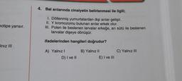 notipe yansır.
Iniz III
4. Bal arılarında cinsiyetin belirlenmesi ile ilgili;
1. Döllenmiş yumurtalardan dişi arılar gelişir.
II. Y kromozomu bulunan arılar erkek olur.
III. Polen ile beslenen larvalar erkeğe, arı sütü ile beslenen
larvalar dişeye dönüşür.
ifadelerinden hangileri doğrudur?
B) Yalnız II
A) Yalnız I
D) I ve II
E) I ve III
C) Yalnız III