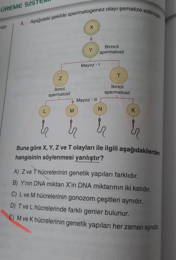 ÜREME SİS
mün
4. Aşağıdaki şekilde spermatogenez olayı şematize edilmiştir.
L
Z
İkincil
spermatosit
M
X
Birincil
spermatosit
Mayoz - I
Mayoz - II
N
T
İkincil
spermatosit
K
Buna göre X, Y, Z ve T olayları ile ilgili aşağıdakilerden
hangisinin söylenmesi yan