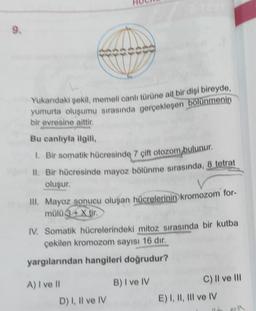 es
Yukarıdaki şekil, memeli canlı türüne ait bir dişi bireyde,
yumurta oluşumu sırasında gerçekleşen bölünmenin
bir evresine aittir.
18
Bu canlıyla ilgili,
1. Bir somatik hücresinde 7 çift otozom bulunur.
II. Bir hücresinde mayoz bölünme sırasında, 8 tetrat
oluşur.
III. Mayoz sonucu oluşan hücrelerinin kromozom for-
mülü 3+ X tir.
A) I ve II
IV. Somatik hücrelerindeki mitoz sırasında bir kutba
çekilen kromozom sayısı 16 dır.
yargılarından hangileri doğrudur?
B) I ve IV
D) I, II ve IV
C) II ve III
E) I, II, III ve IV
oya