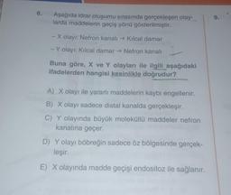 6.
Aşağıda idrar oluşumu sırasında gerçekleşen olay-
larda maddelerin geçiş yönü gösterilmiştir.
- X olayı: Nefron kanalı →Kılcal damar
-Y olayı: Kılcal damar → Nefron kanalı
Buna göre, X ve Y olayları ile ilgili aşağıdaki
ifadelerden hangisi kesinlikle doğrudur?
A) X olayı ile yararlı maddelerin kaybı engellenir.
B) X olayı sadece distal kanalda gerçekleşir.
C) Y olayında büyük moleküllü maddeler nefron
kanalına geçer.
D) Y olayı böbreğin sadece öz bölgesinde gerçek-
leşir.
E) X olayında madde geçişi endositoz ile sağlanır.
9.